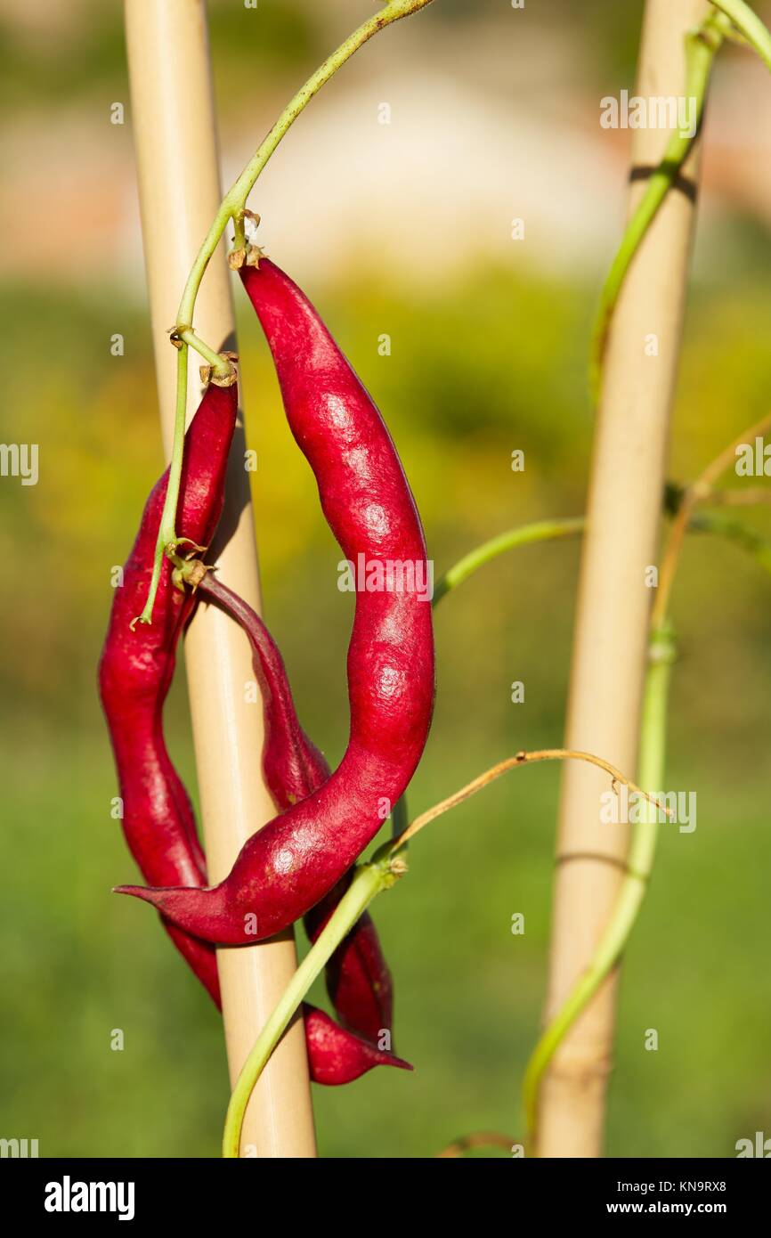 Red green beans in Mediterranean Spain Stock Photo Alamy