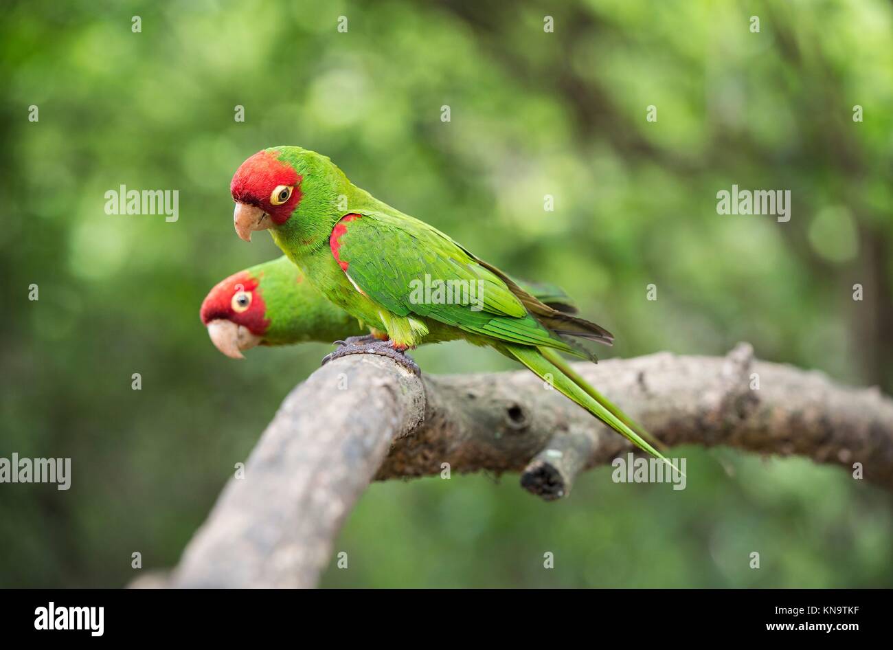 True parrot store