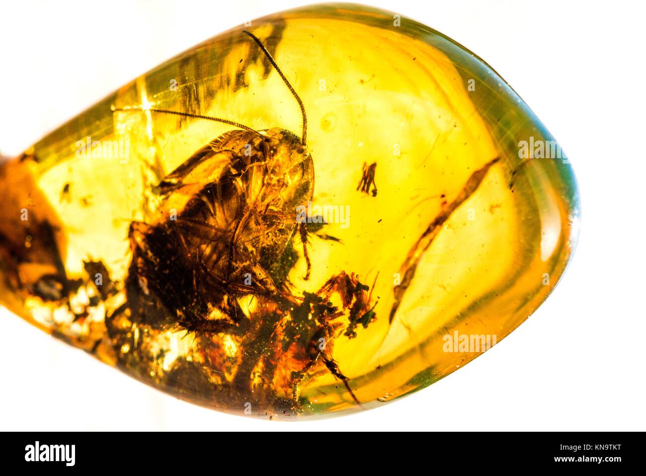 Amber with embedded insect Stock Photo - Alamy