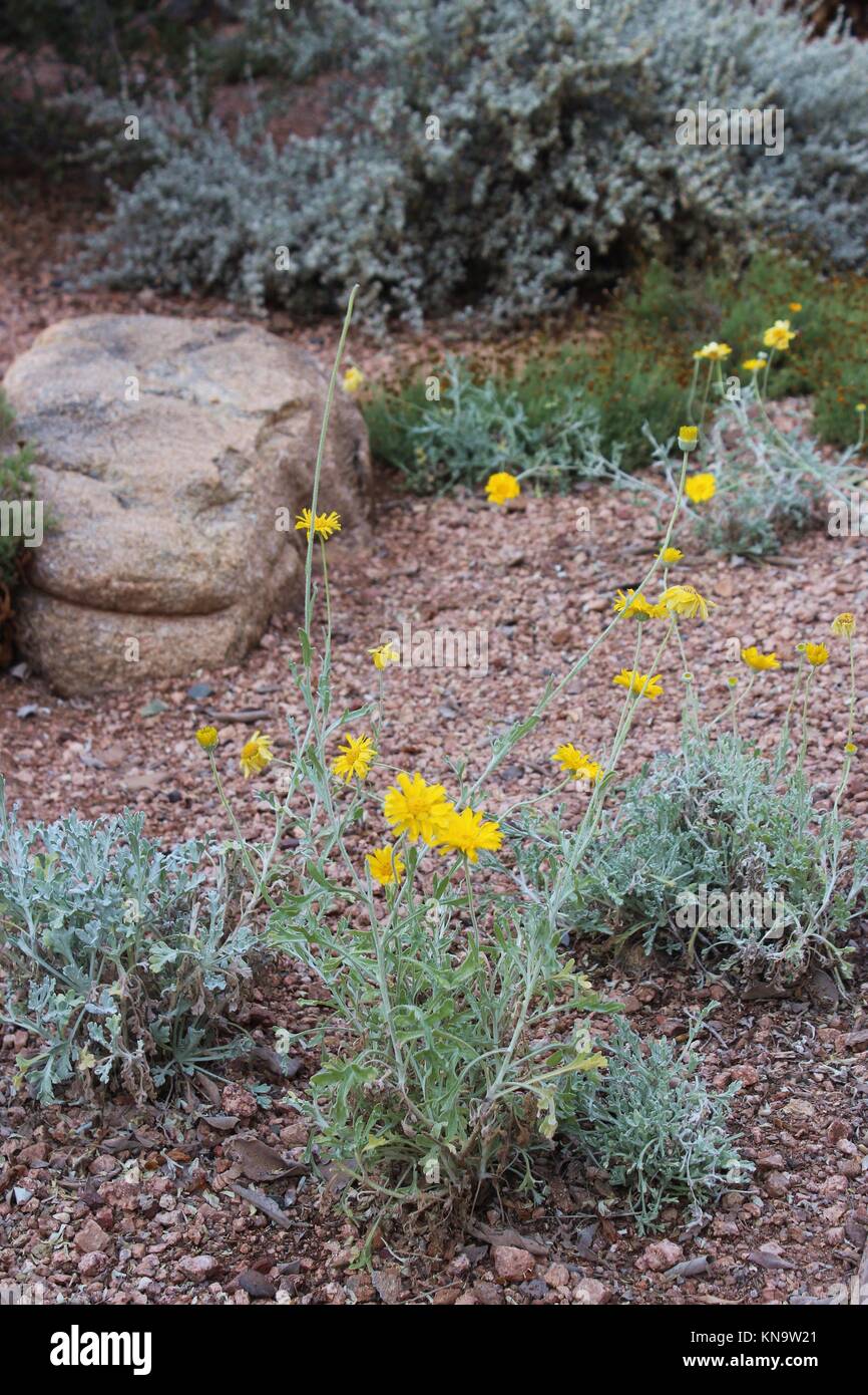 Three groups of Desert Marigold flowers growing in a rocky bed in the desert of Arizona, USA. Stock Photo
