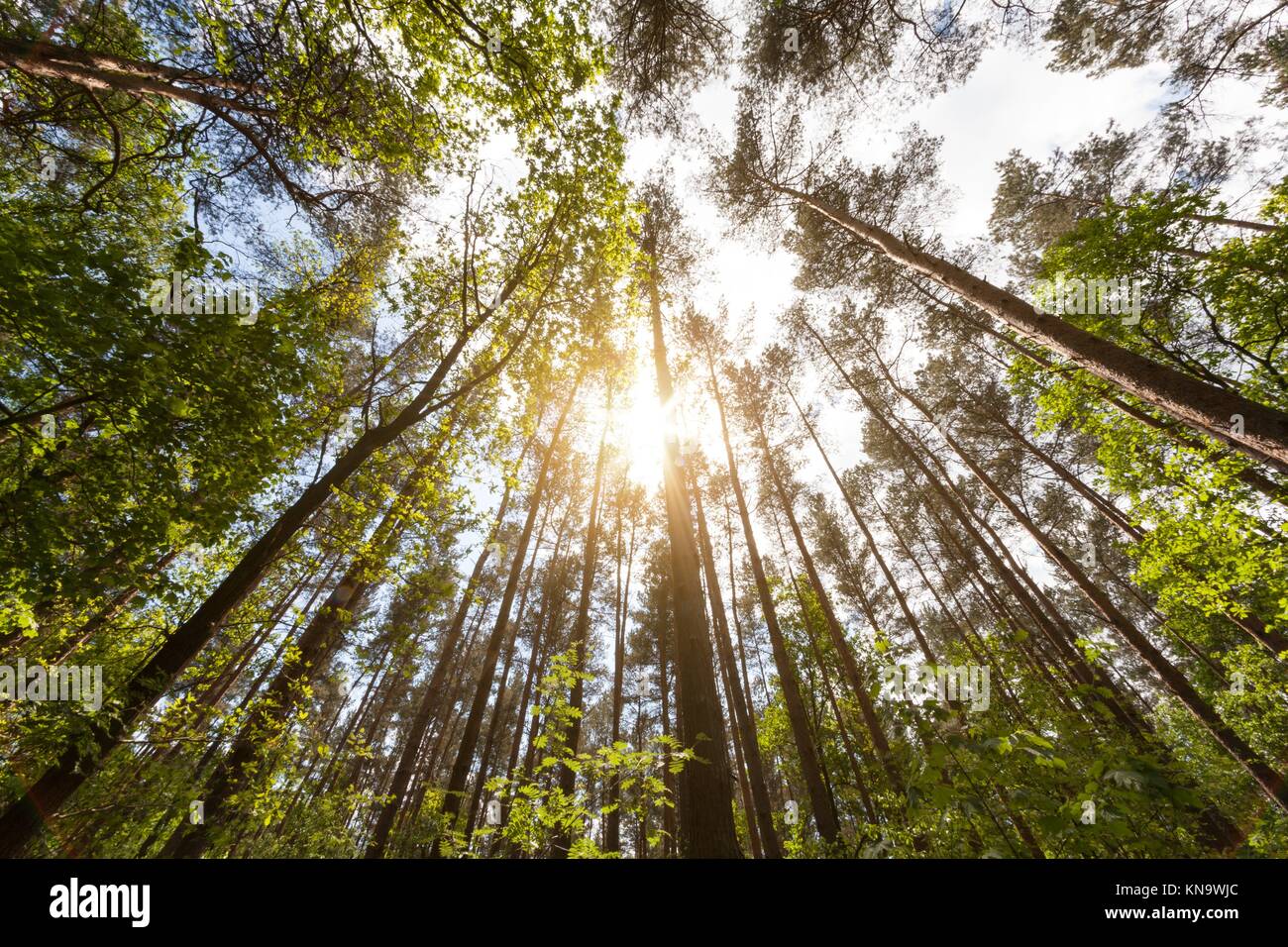 Forest in summer near Berlin (looking up) Stock Photo