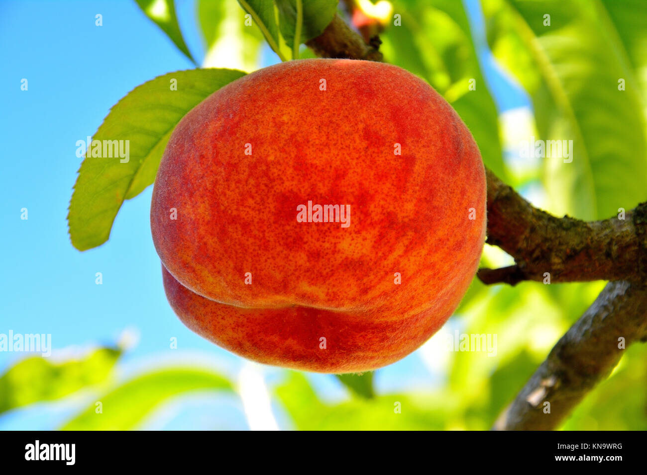 peach fruit tree Stock Photo
