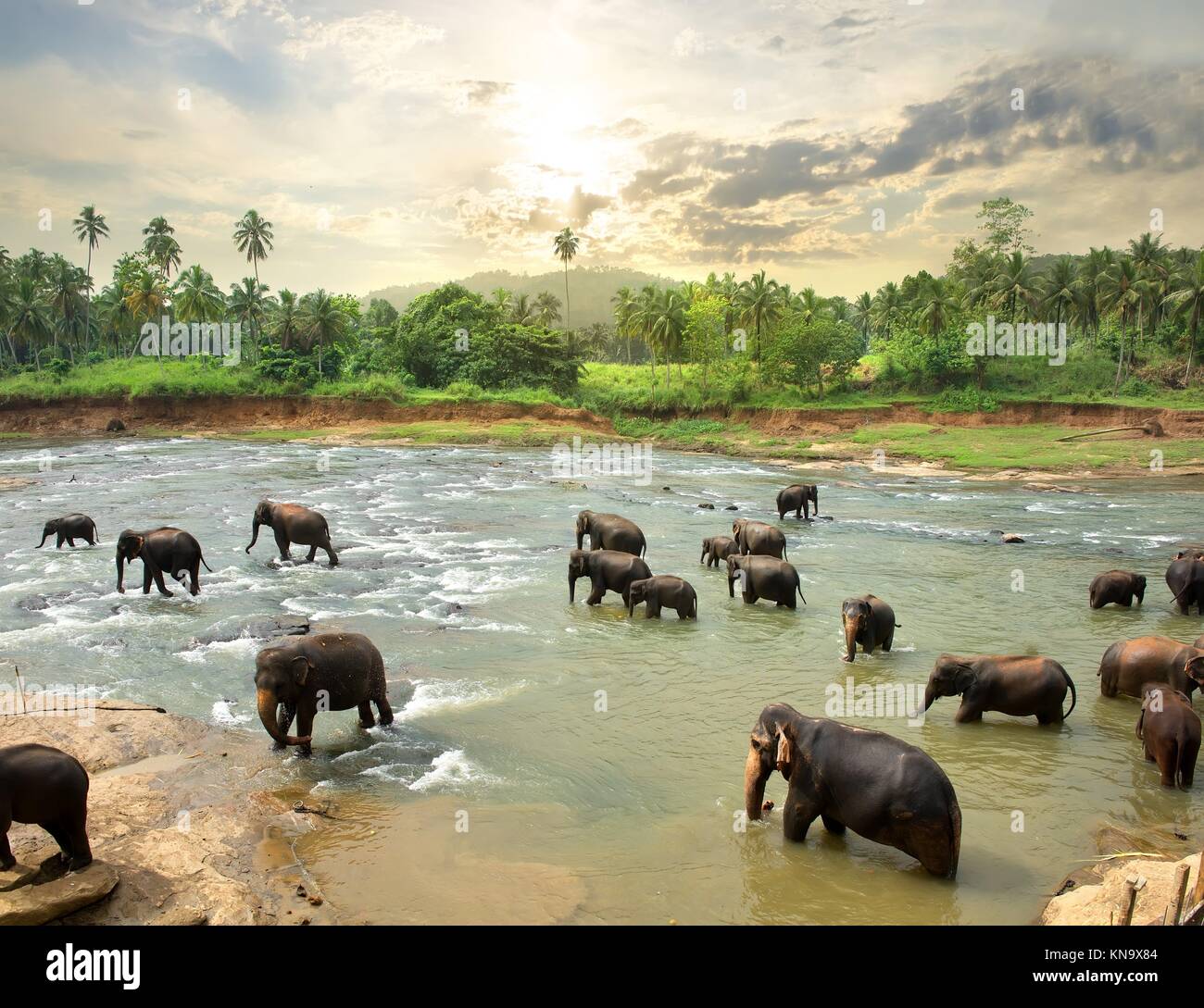 Elephants in water of jungle river, Sri Lanka. Stock Photo