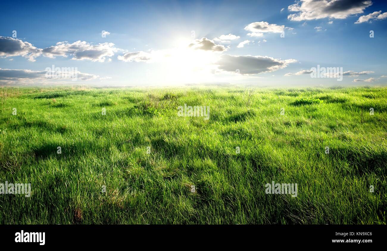 Sky and grass hi-res stock photography and images - Alamy