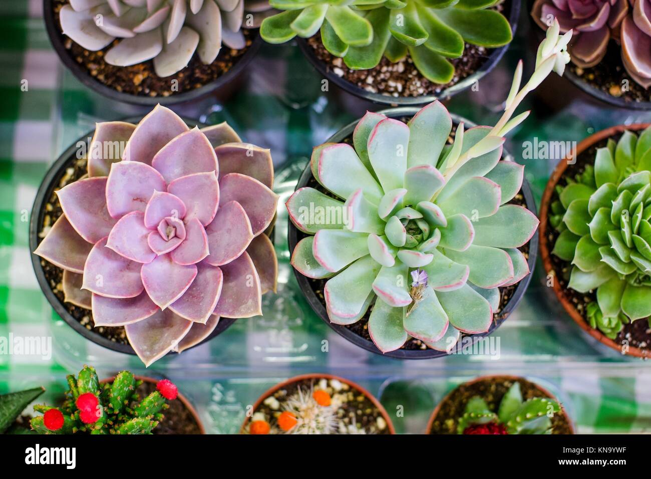 Little succulents in a pot closeup top view Stock Photo