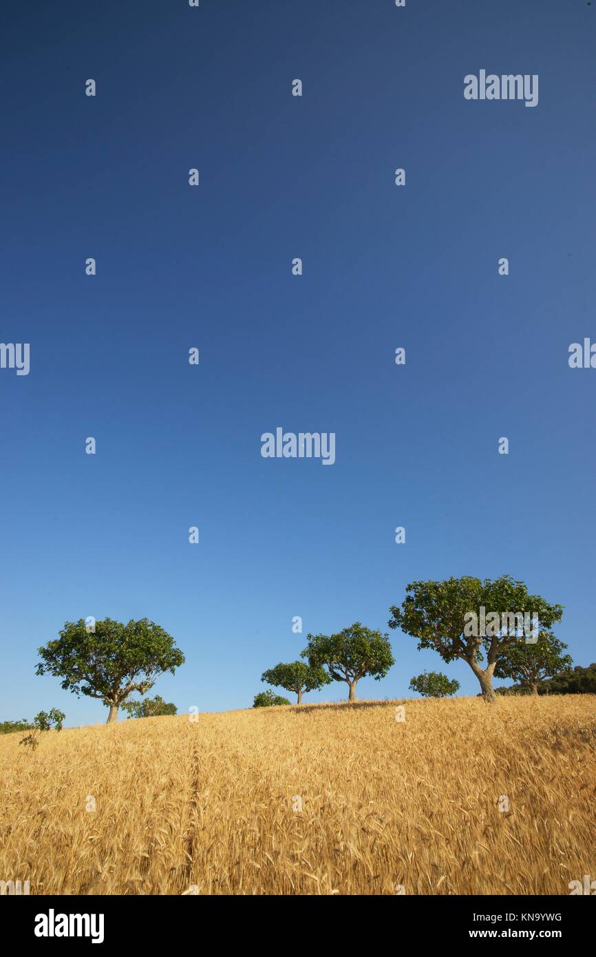 Higueras en un campo de cereales. Sant Joan. Majorca, Balearic Islands, Spain Stock Photo