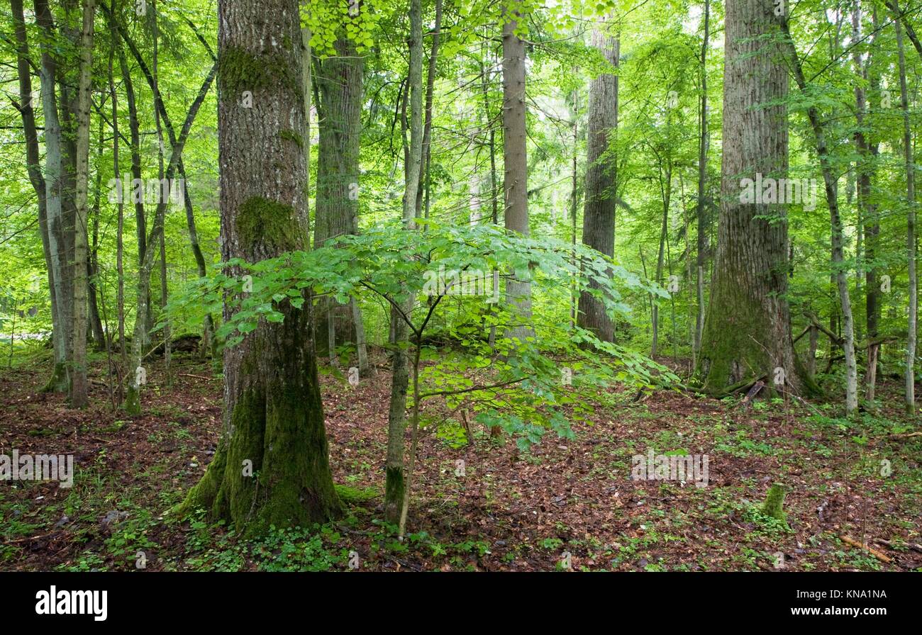 Oak forest reserve hi-res stock photography and images - Alamy