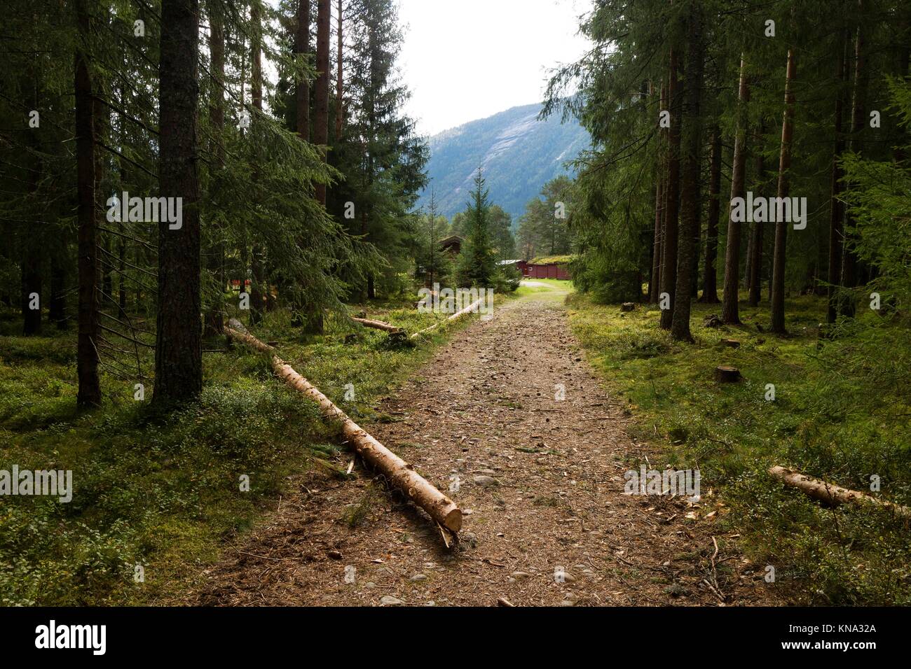 Walking path in the forest, Setesdal, Norway. Stock Photo