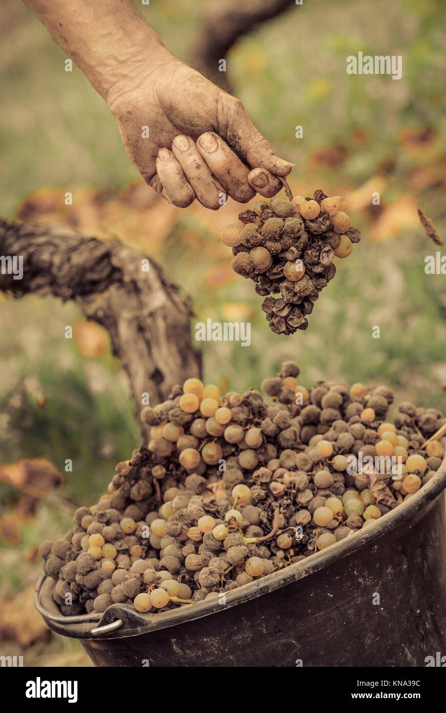 Noble rot of a wine grape, grapes with mold, Botrytis, Sauternes ...