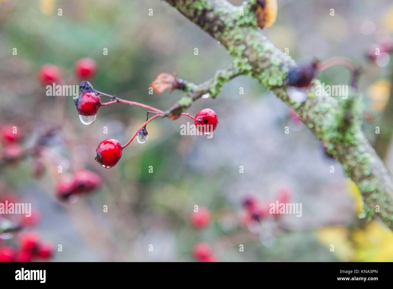 Hawthorn with hanging dew drops in the dense fog, Selective focus. Stock Photo