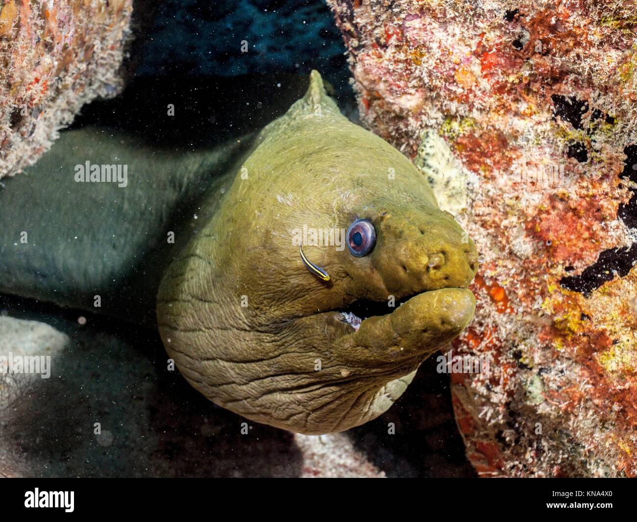Eel gill hires stock photography and images Alamy