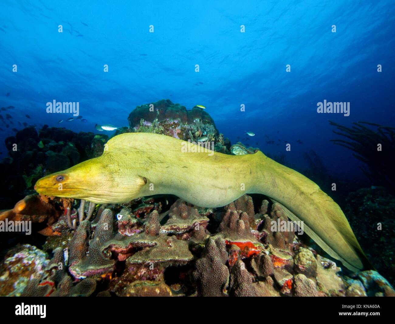 Green Moray Eel Gymnothorax Funebris Sur America Venezuela Los Roques Stock Photo Alamy