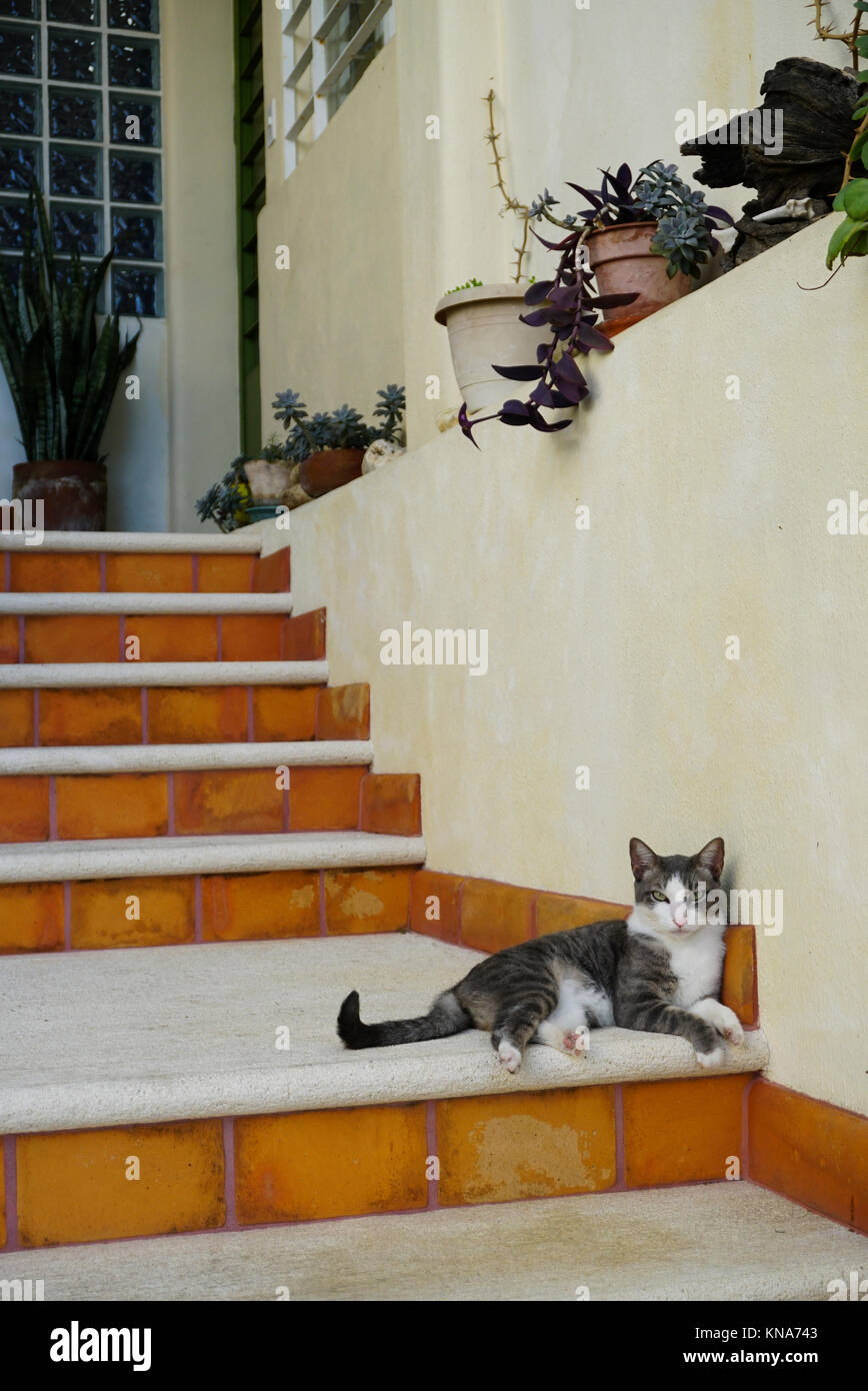 Cat on steps Stock Photo