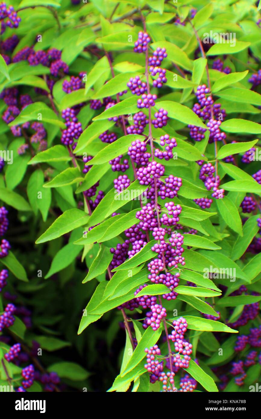 Close up of purple berries of the Beautyberry, a deciduous shrub Stock  Photo - Alamy