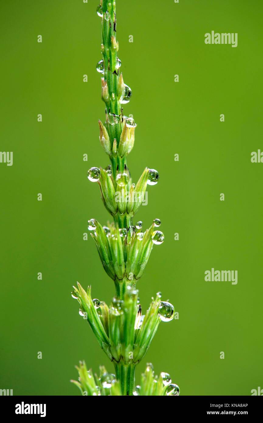 Dew drops on shoot of Common horsetail (Equisetum arvense), Horsetail family (Equisetaceae), Versoix, Canton of Geneva, Switzerland. Stock Photo