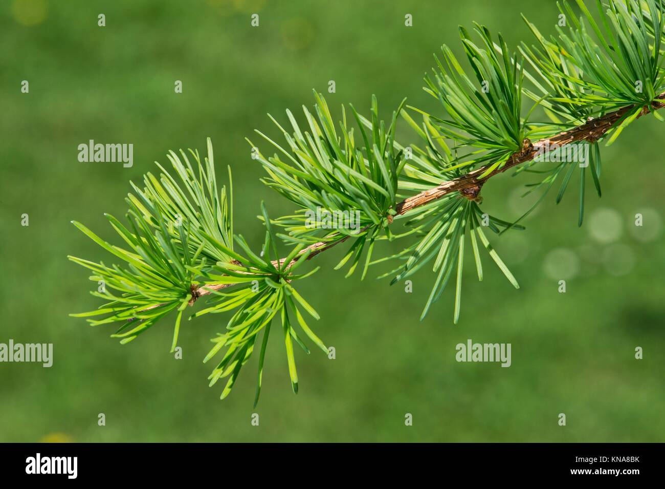 Twig of Dahurian Larch (Larix gmelinii), native to East Asia, Pine family (Pinaceae), Geneva, Switzerland. Stock Photo