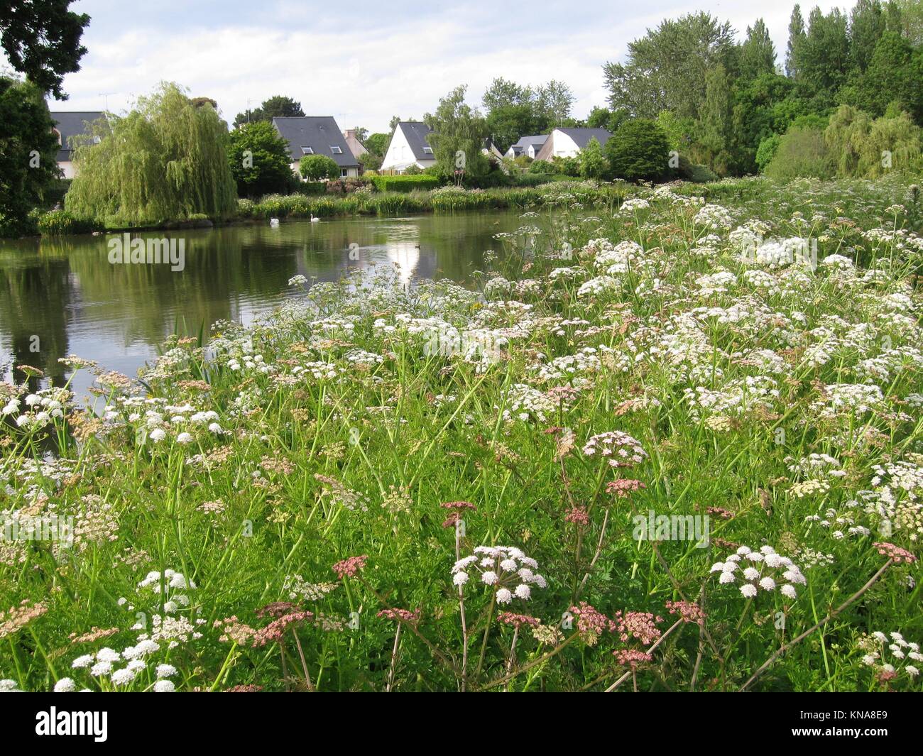 Group of wild flowers beside a pond in Brittany Stock Photo Alamy
