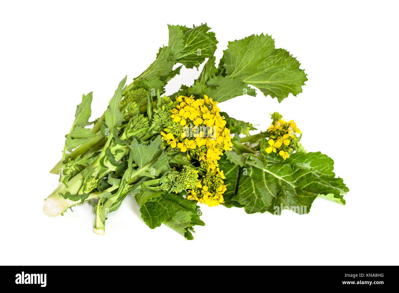Fresh broccoli rabe, leaves and inflorescence, isolated on white
