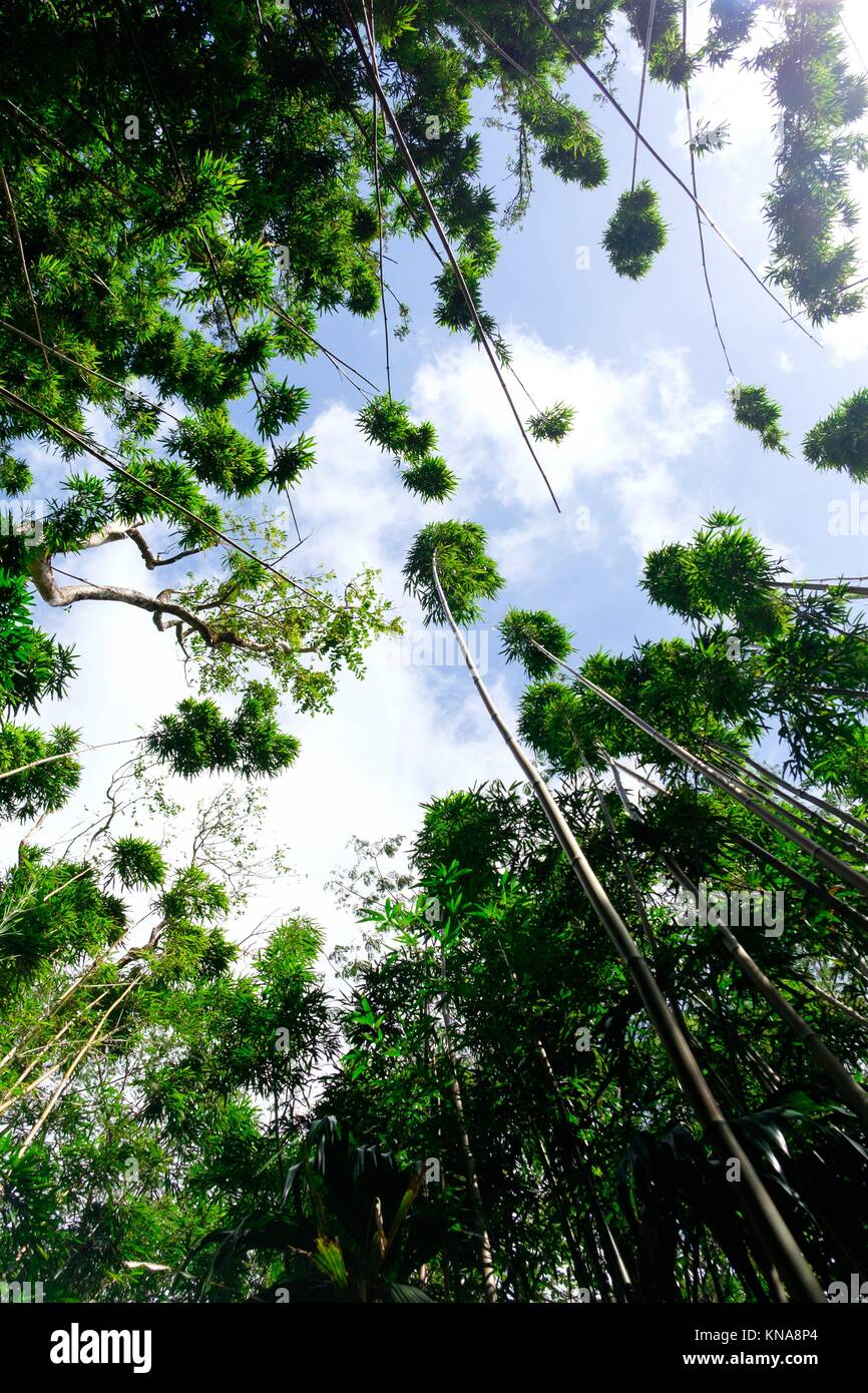 Bamboo forest along the Manoa Falls Trail in Oahu Hawaii Stock Photo