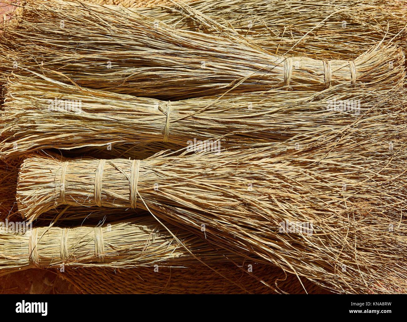 Esparto halfah grass used for crafts as cords basketry and espadrilles Stock Photo Alamy