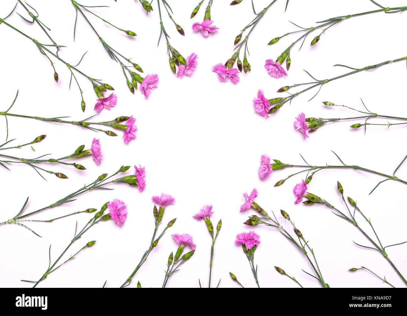 Round frame of delicate flowers. Spring pink flowers on white ...