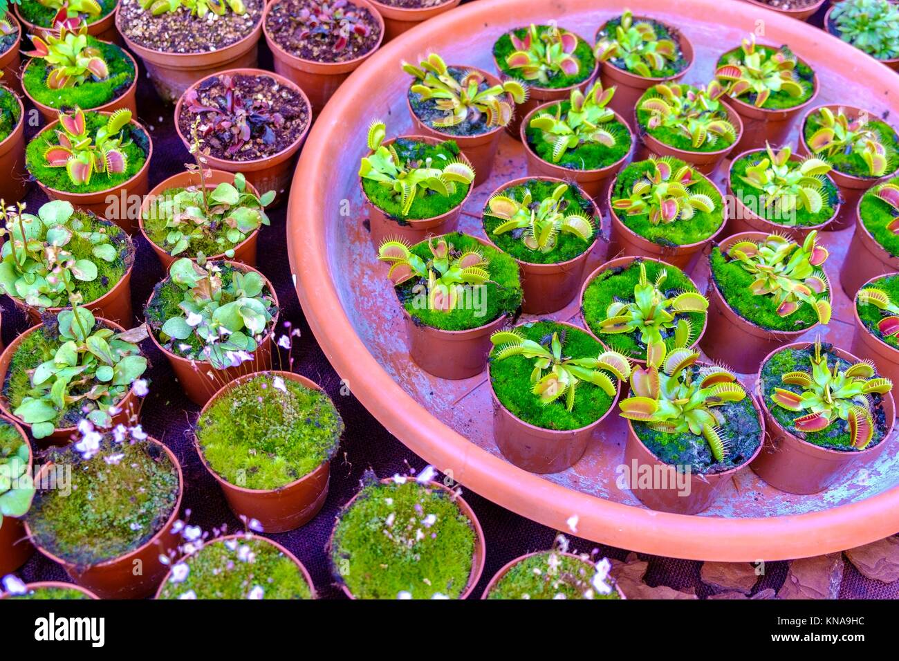 Cactus For Sale Stock Photos & Cactus For Sale Stock ...