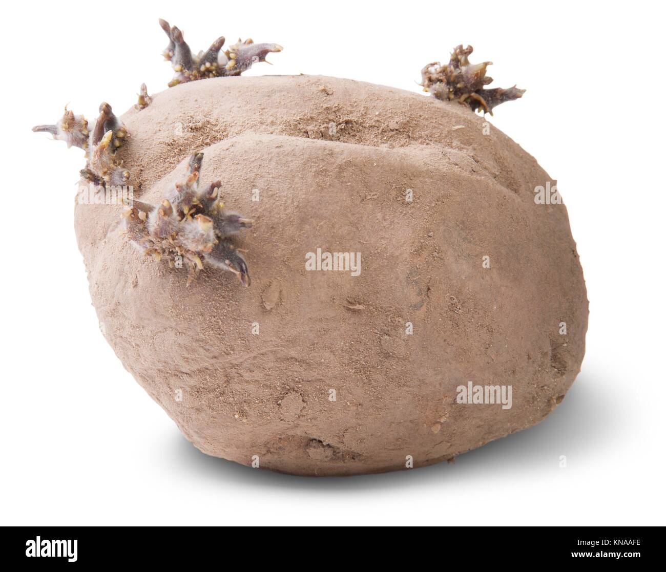 Dirty Sprouting Potatoes Rotated Isolated On White Background Stock