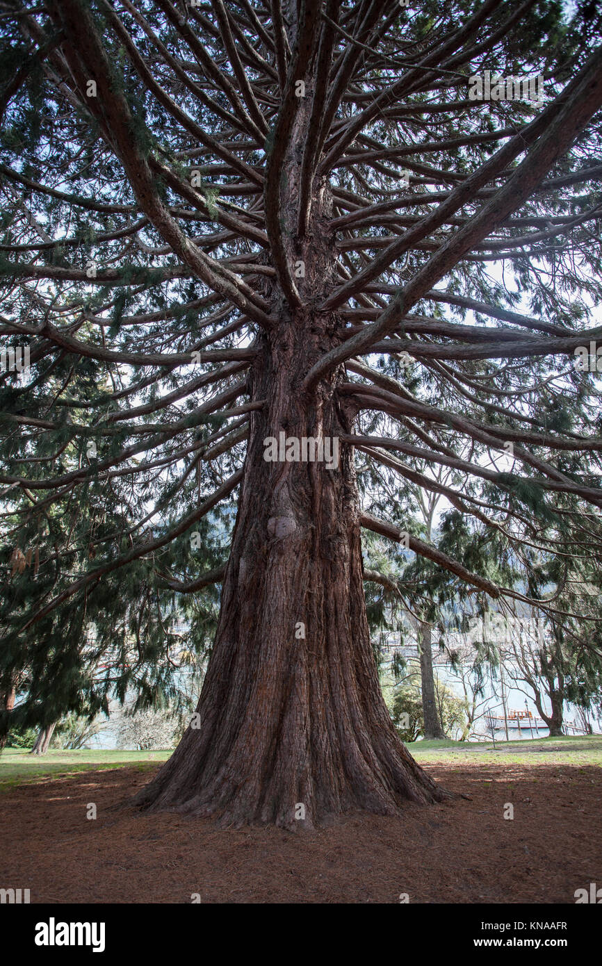 Big heavy pine hi-res stock photography and images - Alamy