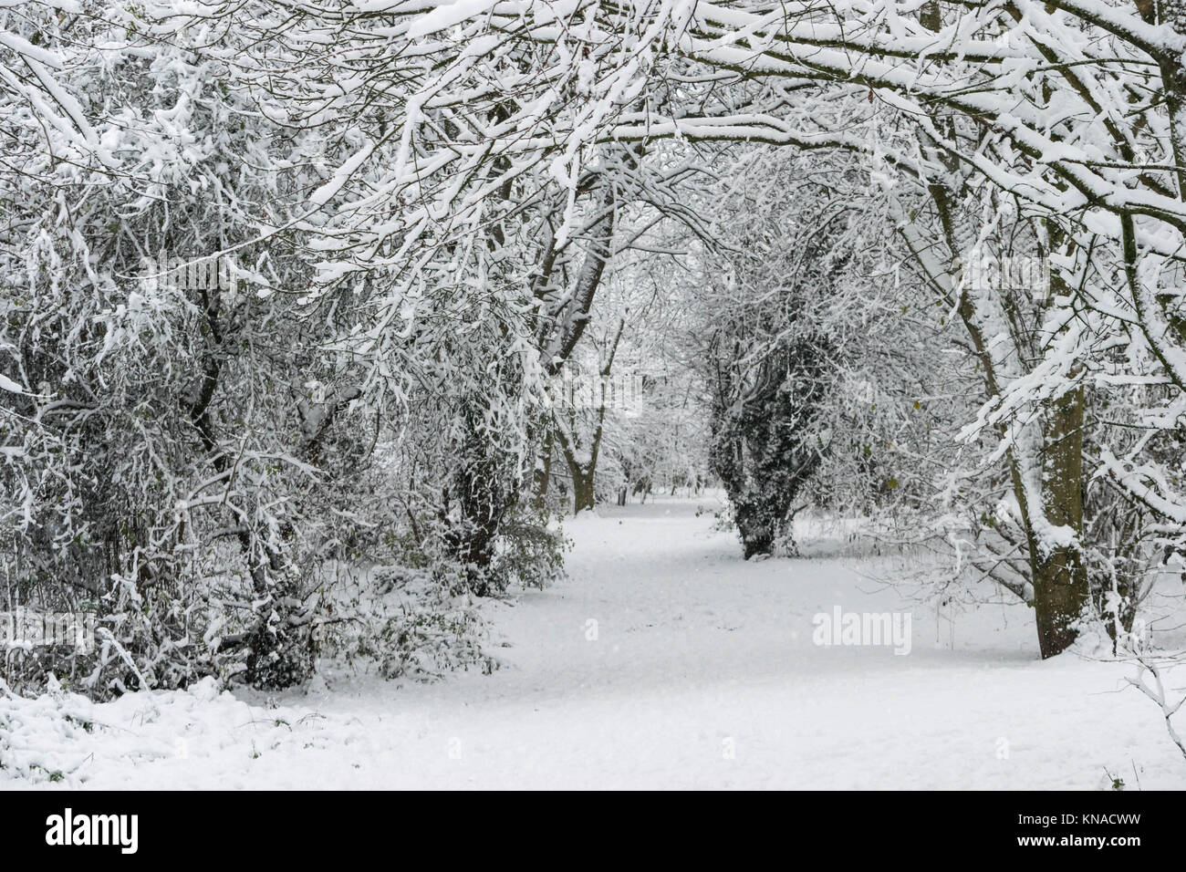 Winter landscape in a forest park with trees covered with snow Stock ...