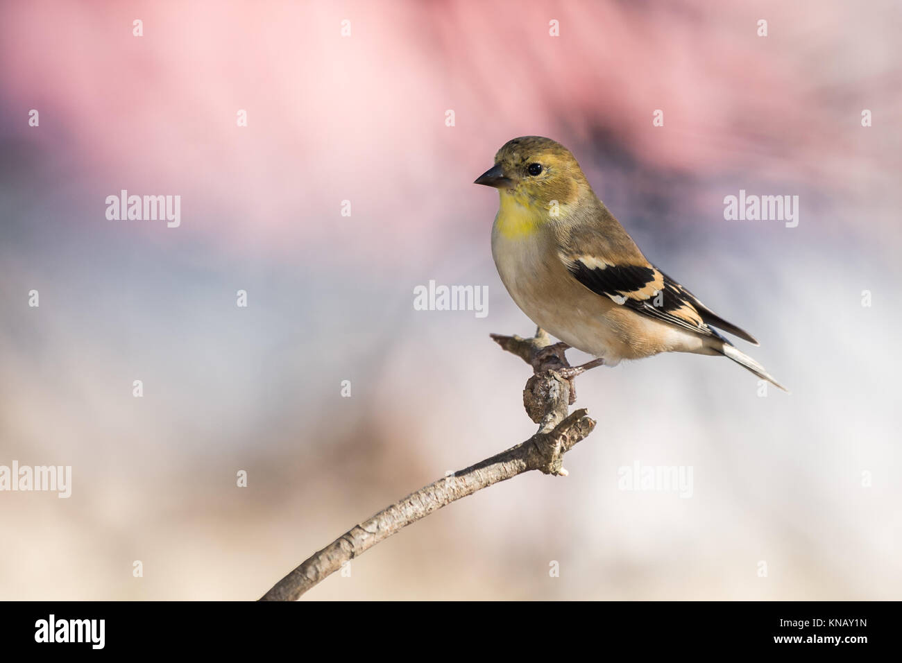 American Goldfinch bird (Chordata) perched Stock Photo