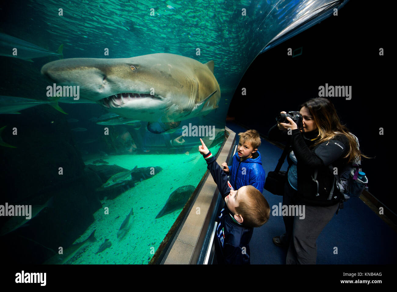 tourists-watching-a-shark-at-two-oceans-aquarium-cape-town-south