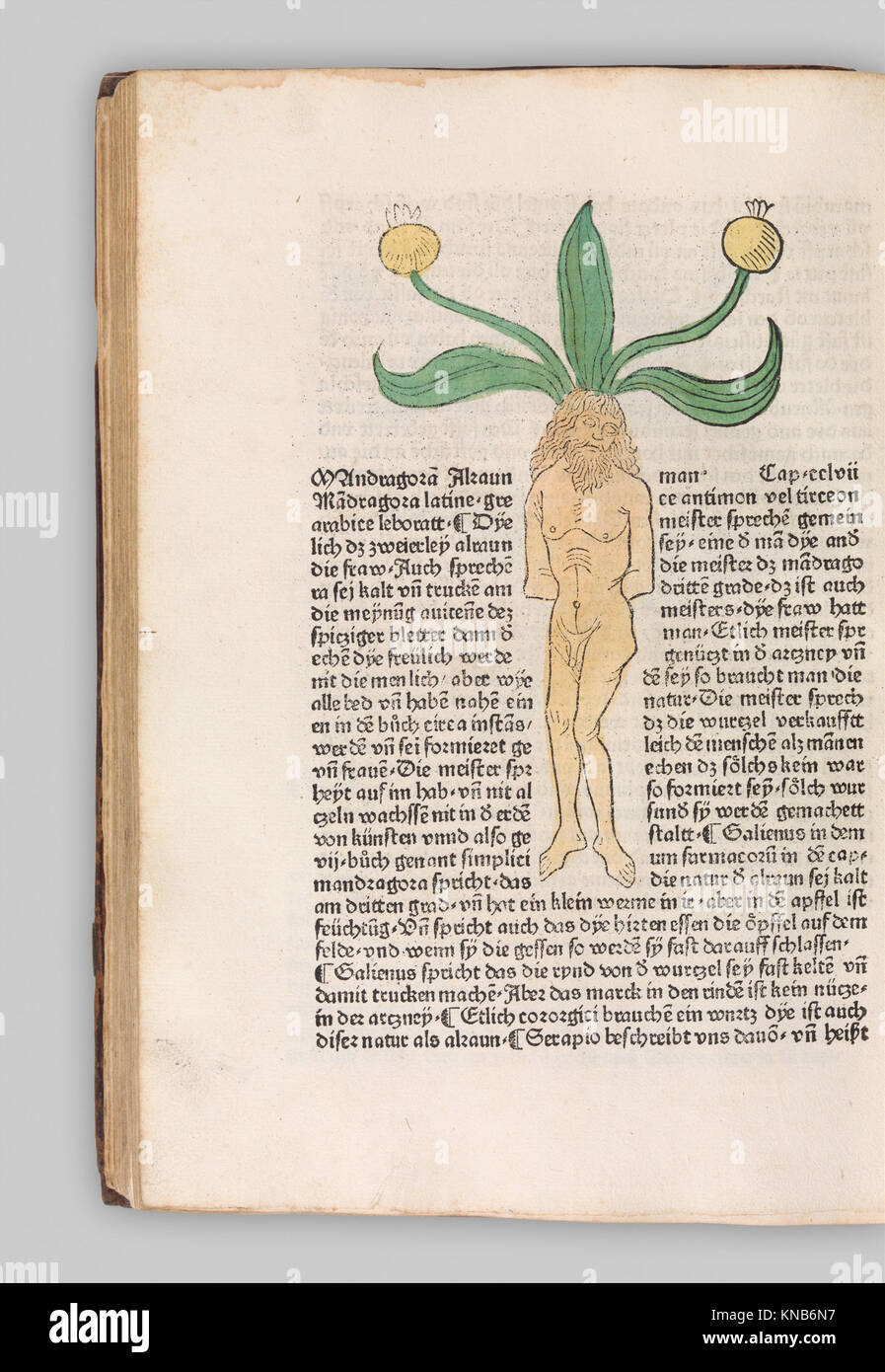 Herbarius Gart der gesuntheit Hortus sanitatis MET DP327846 343821