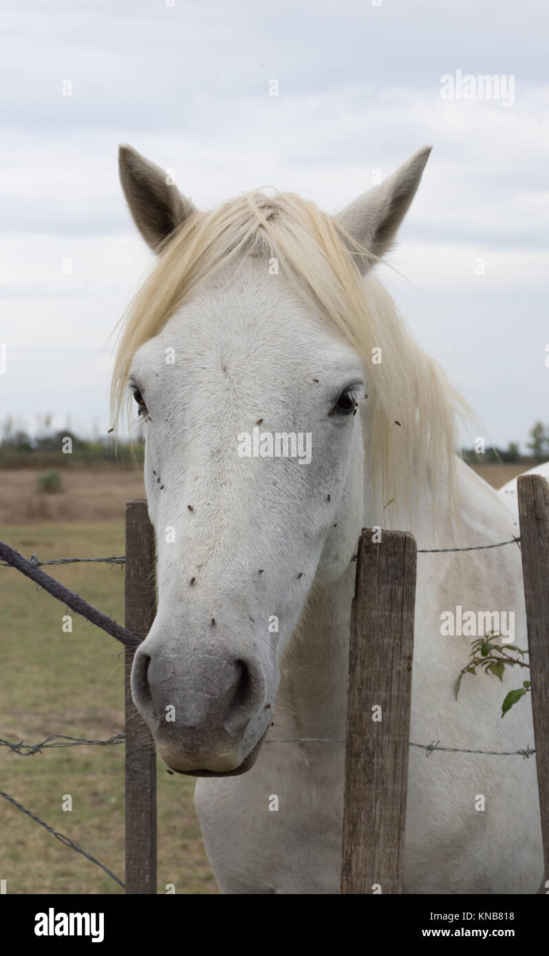 Close up of a white Camargue horse standing at a barbed wire fence. Only his head and neck are shown facing the camera. Flies are on the horse's face. Stock Photo