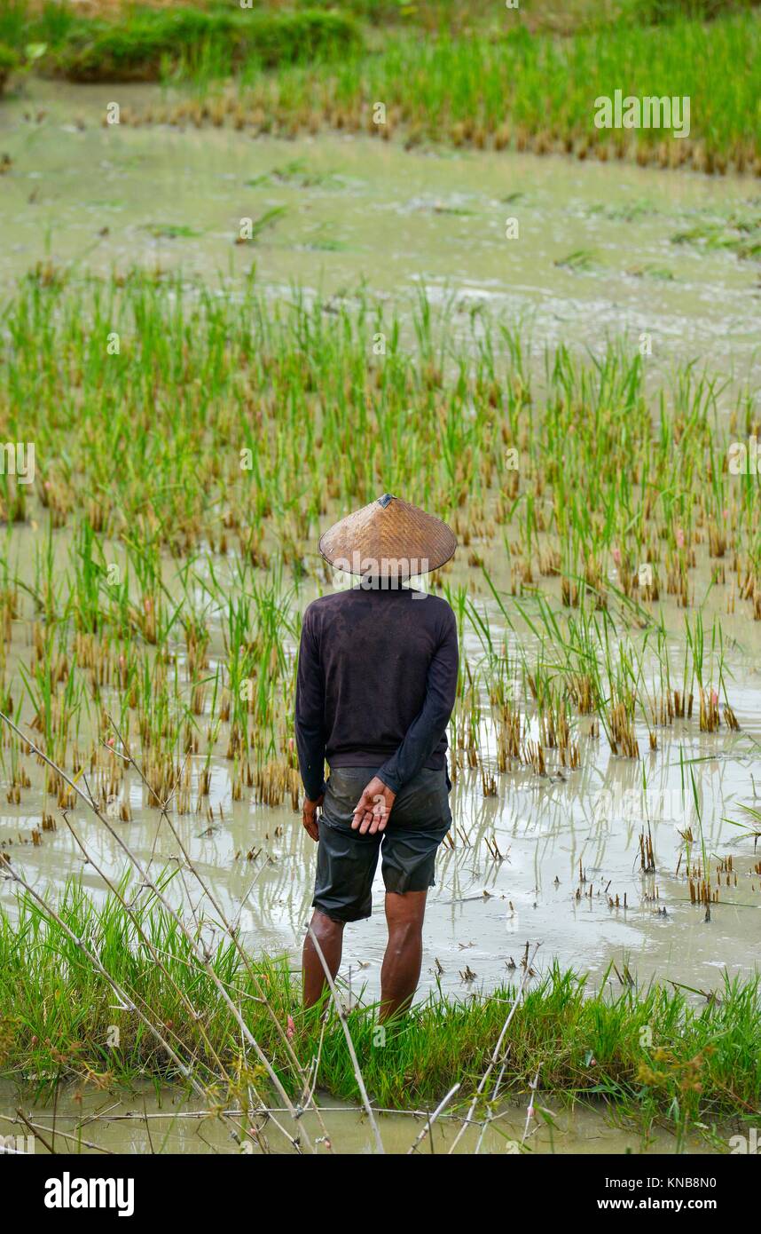 Field indonesia hi-res stock photography and images - Alamy