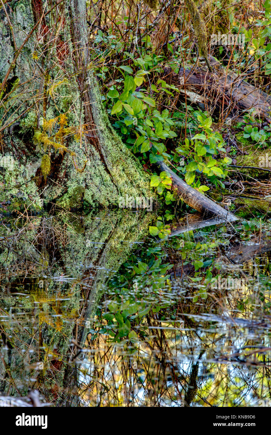 Wetland swamp hires stock photography and images Alamy
