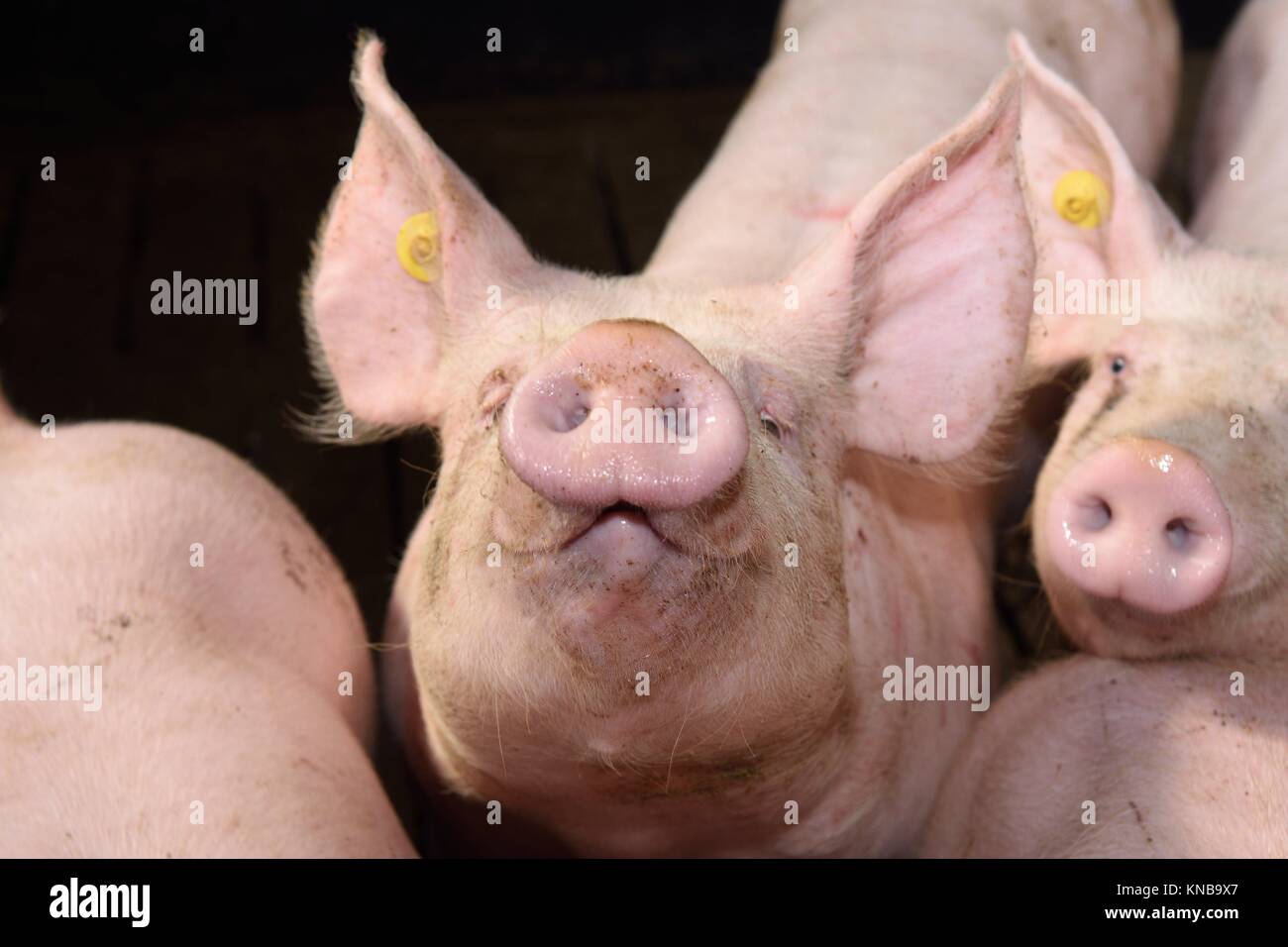 Man Looking Into Pig Pen High Resolution Stock Photography And Images Alamy
