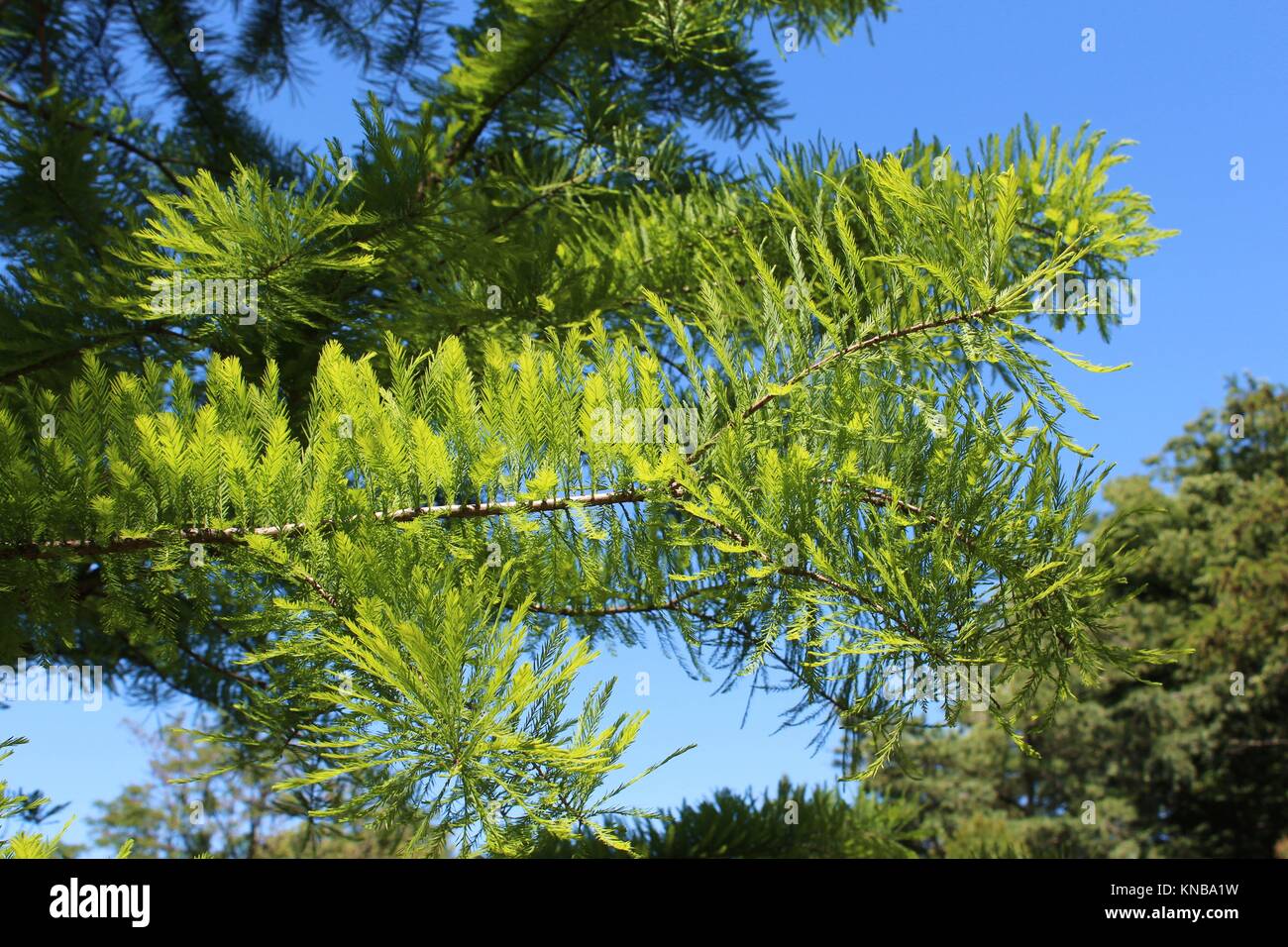 Close up of light green airy needles of a Cypress tree in the spring against a blue sky. Stock Photo