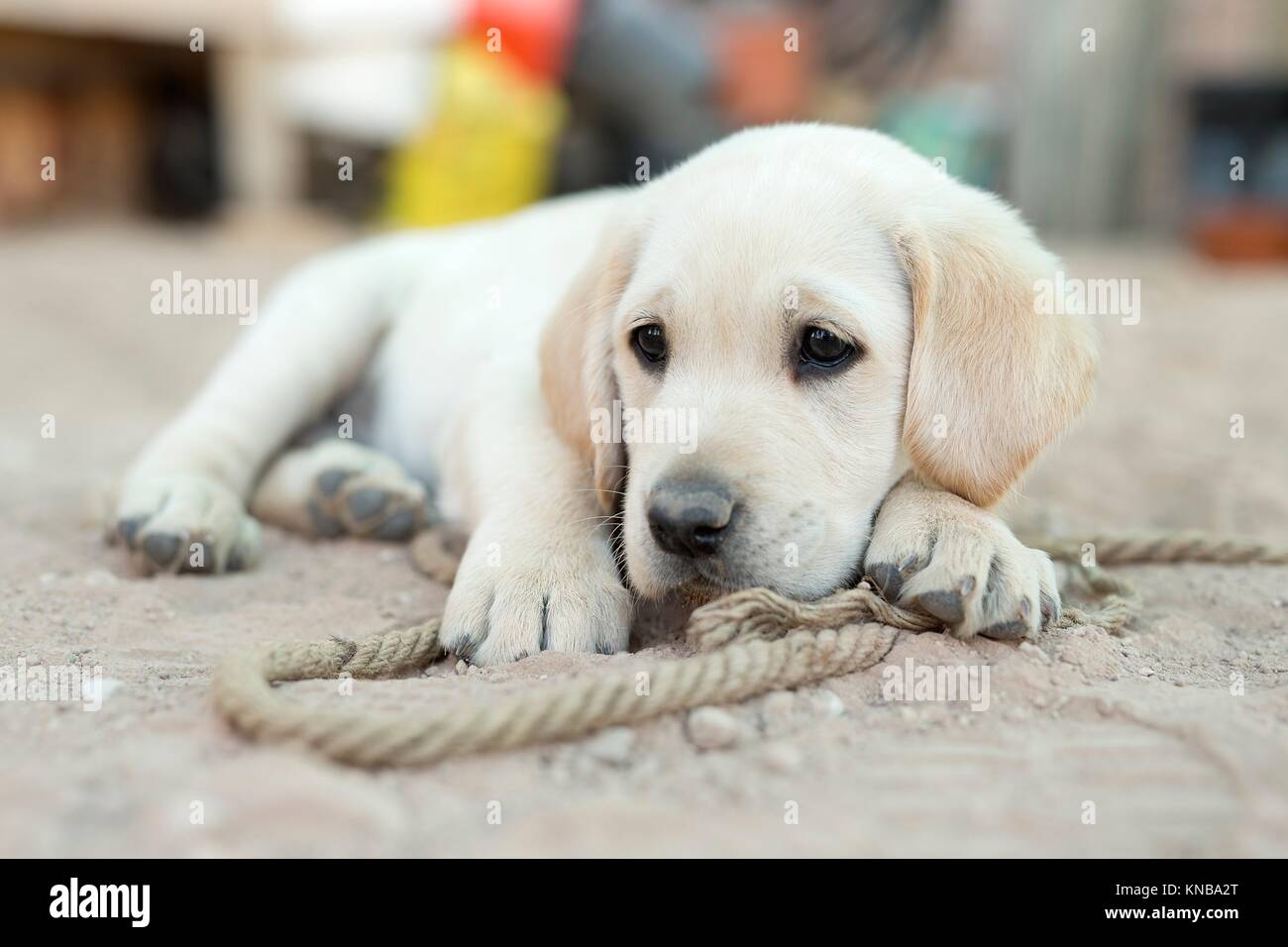 Golden retriever small puppy cheap