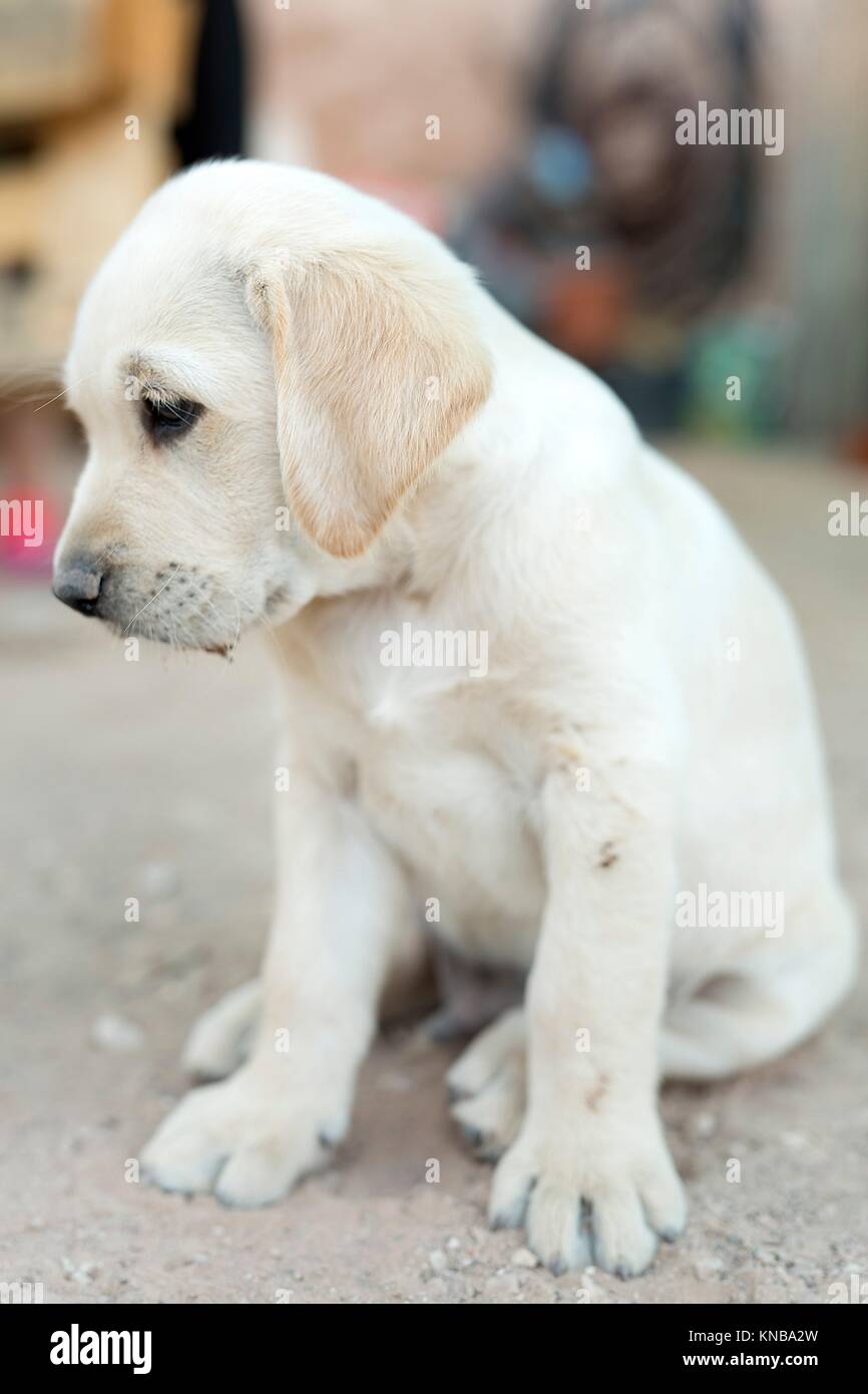 Portrait of small golden retriever puppy with natural light Stock Photo -  Alamy