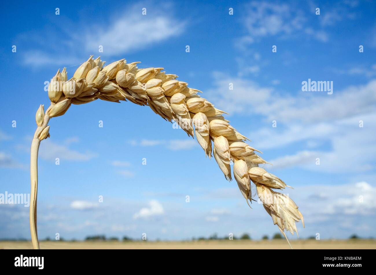 One grain ear at wheat field over blue sky. Closeup. Stock Photo