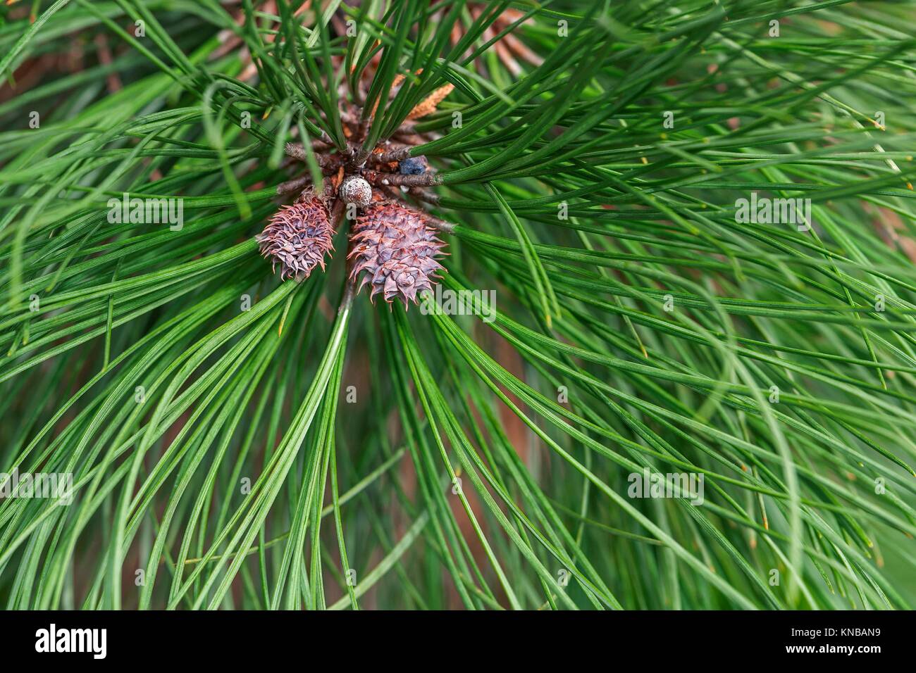 Ponderosa pine (Pinus ponderosa). Called Bull Pine, Blackjack Pine and