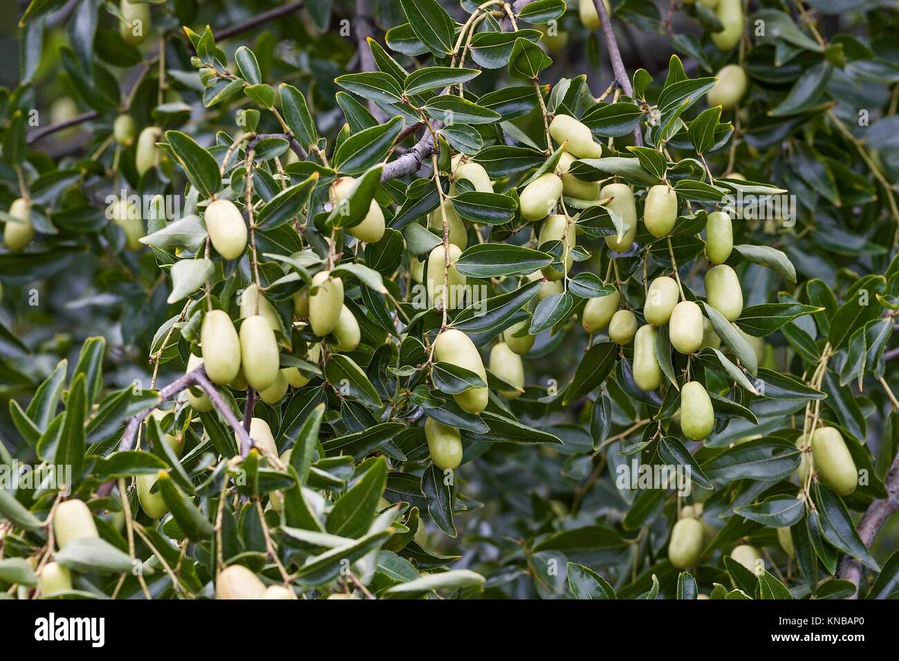 Indian jujube tree hi-res stock photography and images - Alamy