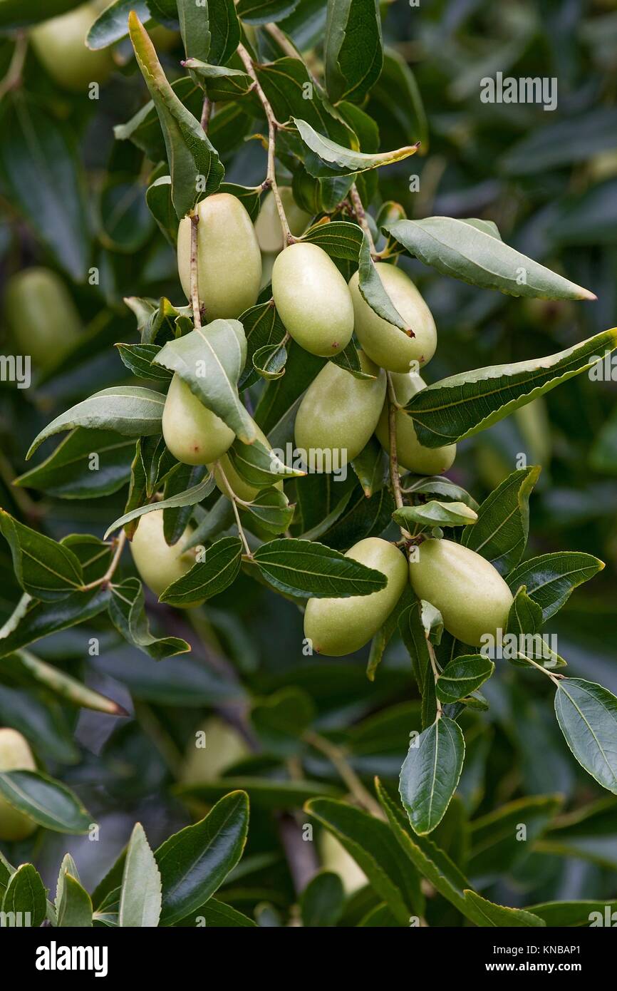 Jujube Ziziphus Jujuba Called Red Date Chinese Date Korean Date And Indian Date Also Stock Photo Alamy