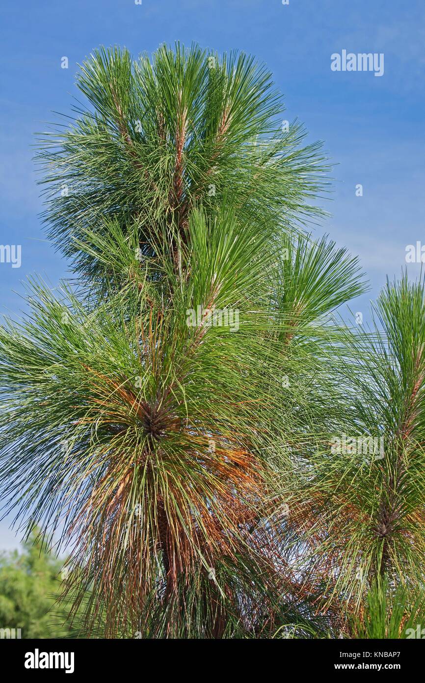 Longleaf pine (Pinus palustris). Called Southern Yellow Pine also Stock