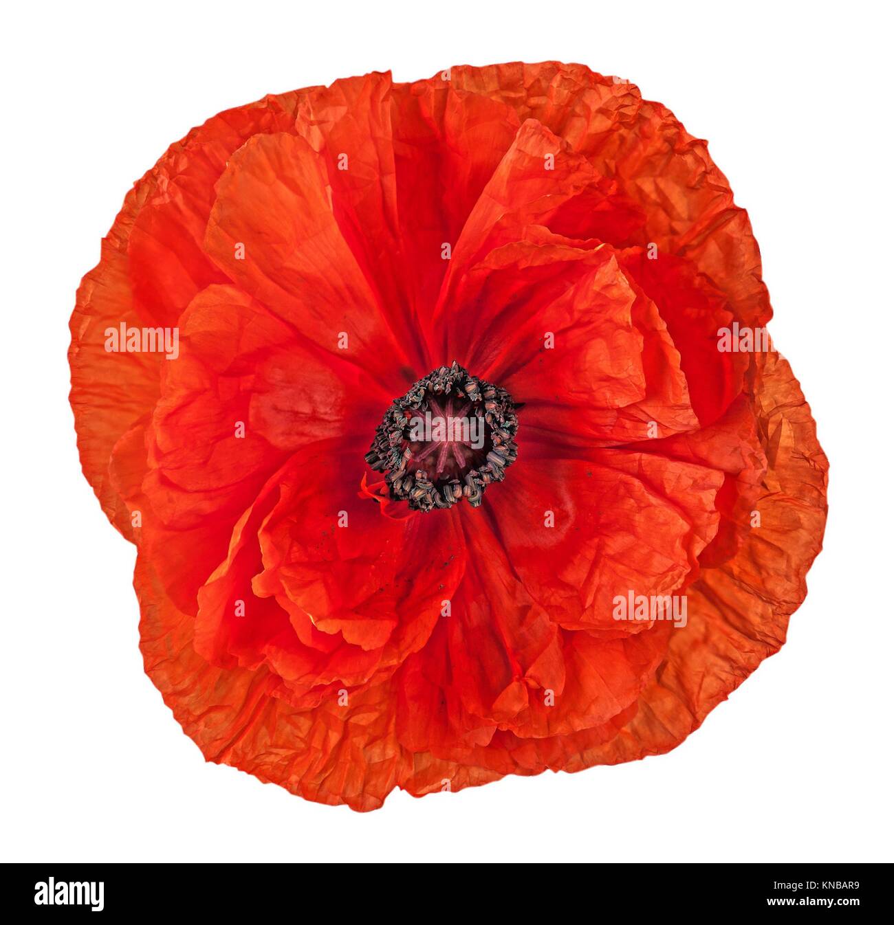 Closeup red poppy flower isolated on white background. Stock Photo