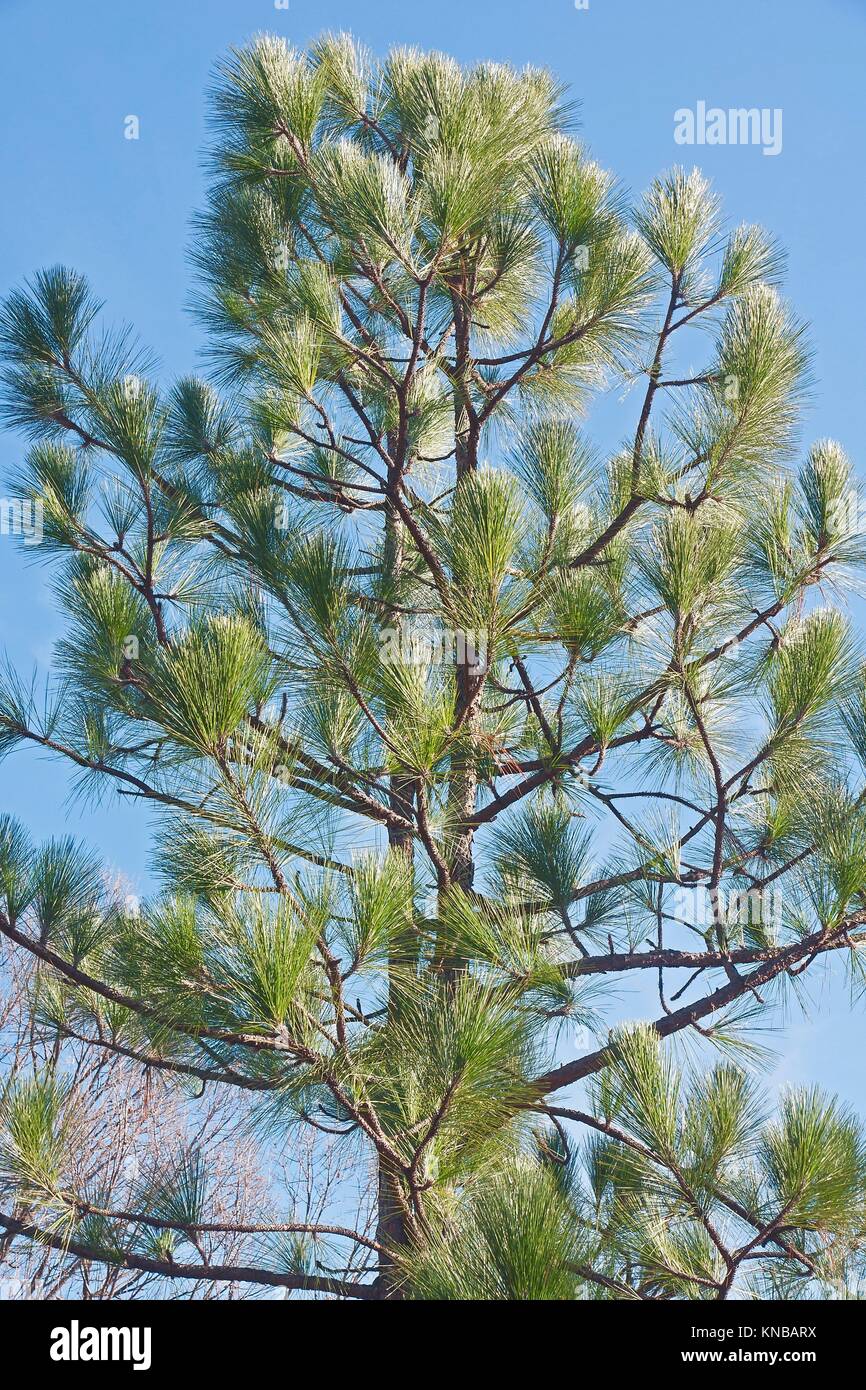 Southern yellow pine hires stock photography and images Alamy