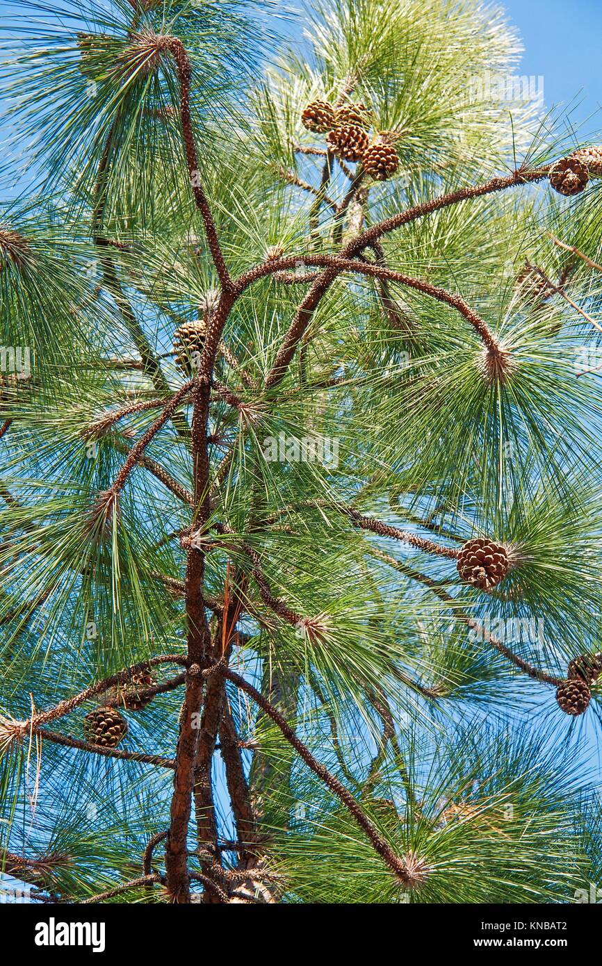 Southern Yellow Pine Stock Photos & Southern Yellow Pine Stock Images Alamy