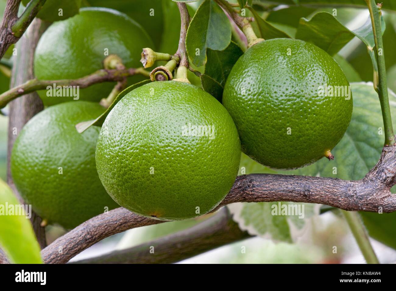 Bergamot orange (Citrus bergamia). Hybrid of Citrus limetta and Citrus  aurantium probably Stock Photo - Alamy