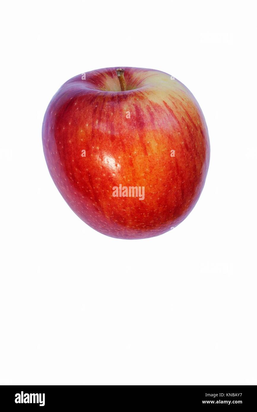 Braeburn apple (Malus domestica Braeburn). Hybrid between Granny Smith