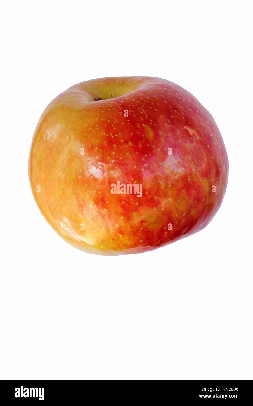 https://c8.alamy.com/comp/KNBB06/honeycrisp-apple-malus-domestica-honeycrisp-hybrid-between-macoun-KNBB06.jpg